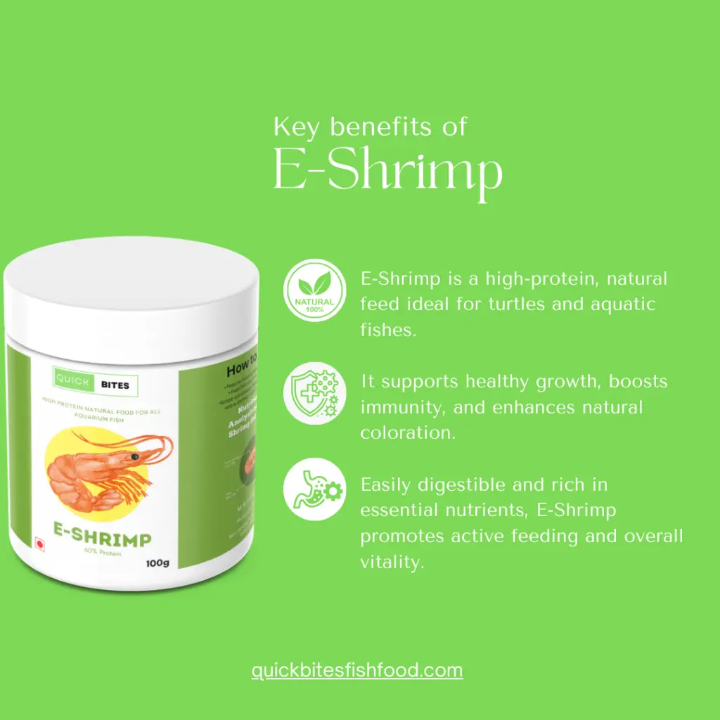 E-Shrimp-3.webp